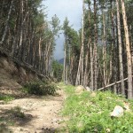 "Карпатский" лес