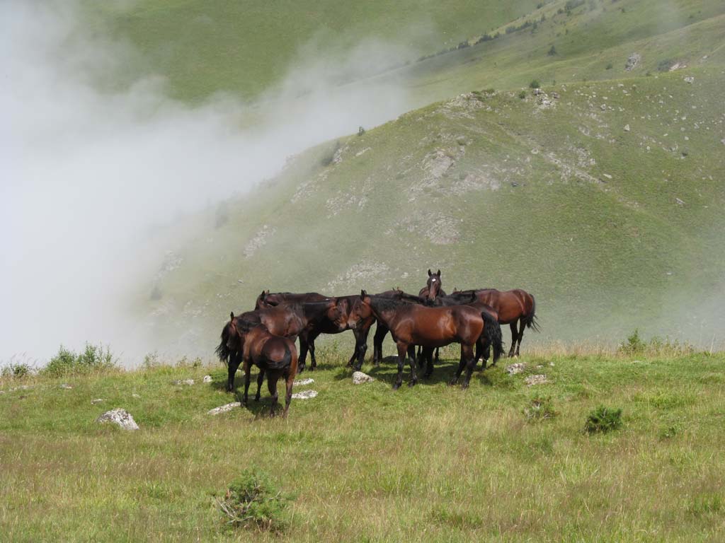 Кавказ 2016. ущ. Герхожан-су. Лошади.